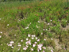 Oenothera speciosa