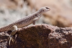 Dipsosaurus dorsalis dorsalis