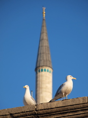 Larus michahellis