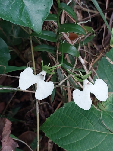Oeonia rosea