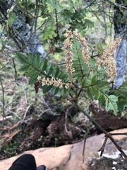 Weinmannia pubescens