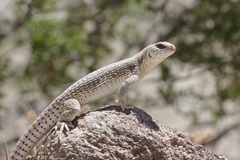 Dipsosaurus dorsalis dorsalis