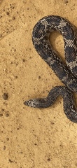 Pituophis melanoleucus