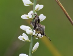 Merocoris curtatus