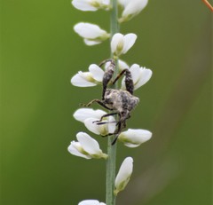 Merocoris curtatus