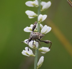 Merocoris curtatus