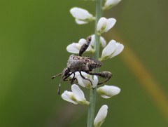 Merocoris curtatus