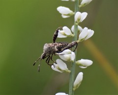 Merocoris curtatus