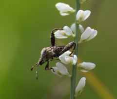 Merocoris curtatus