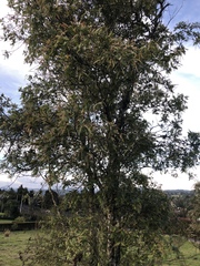 Weinmannia pubescens