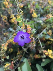 Pholistoma auritum auritum