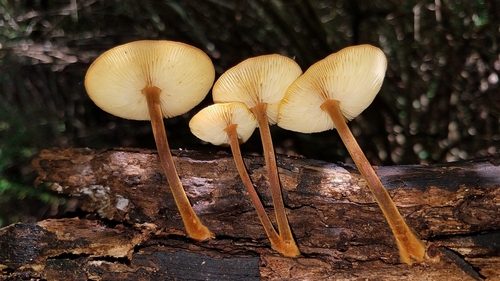 Orange Faint Foot Mushroom