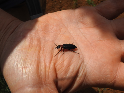 Oenas fusicornis