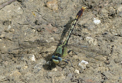 Arigomphus lentulus