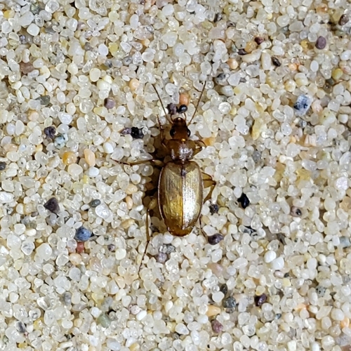 Tetragonoderus pallidus photo 6
