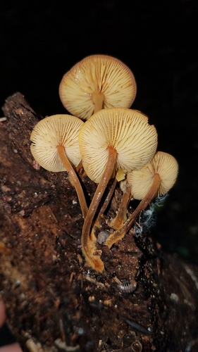 Orange Faint Foot Mushroom