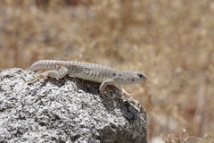 Dipsosaurus dorsalis dorsalis