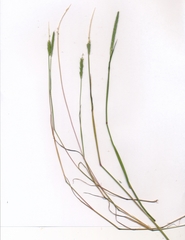 Alopecurus carolinianus