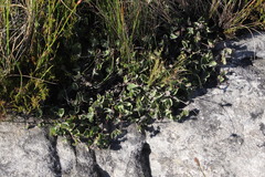 Centella eriantha