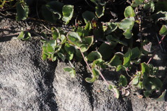 Centella eriantha