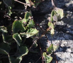 Centella eriantha