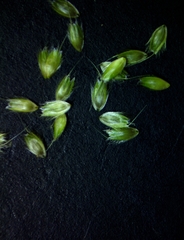 Alopecurus carolinianus