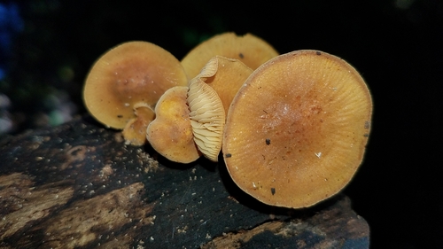Orange Faint Foot Mushroom