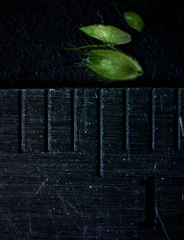 Alopecurus carolinianus