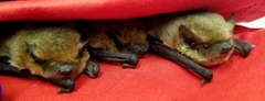 Pipistrellus pygmaeus