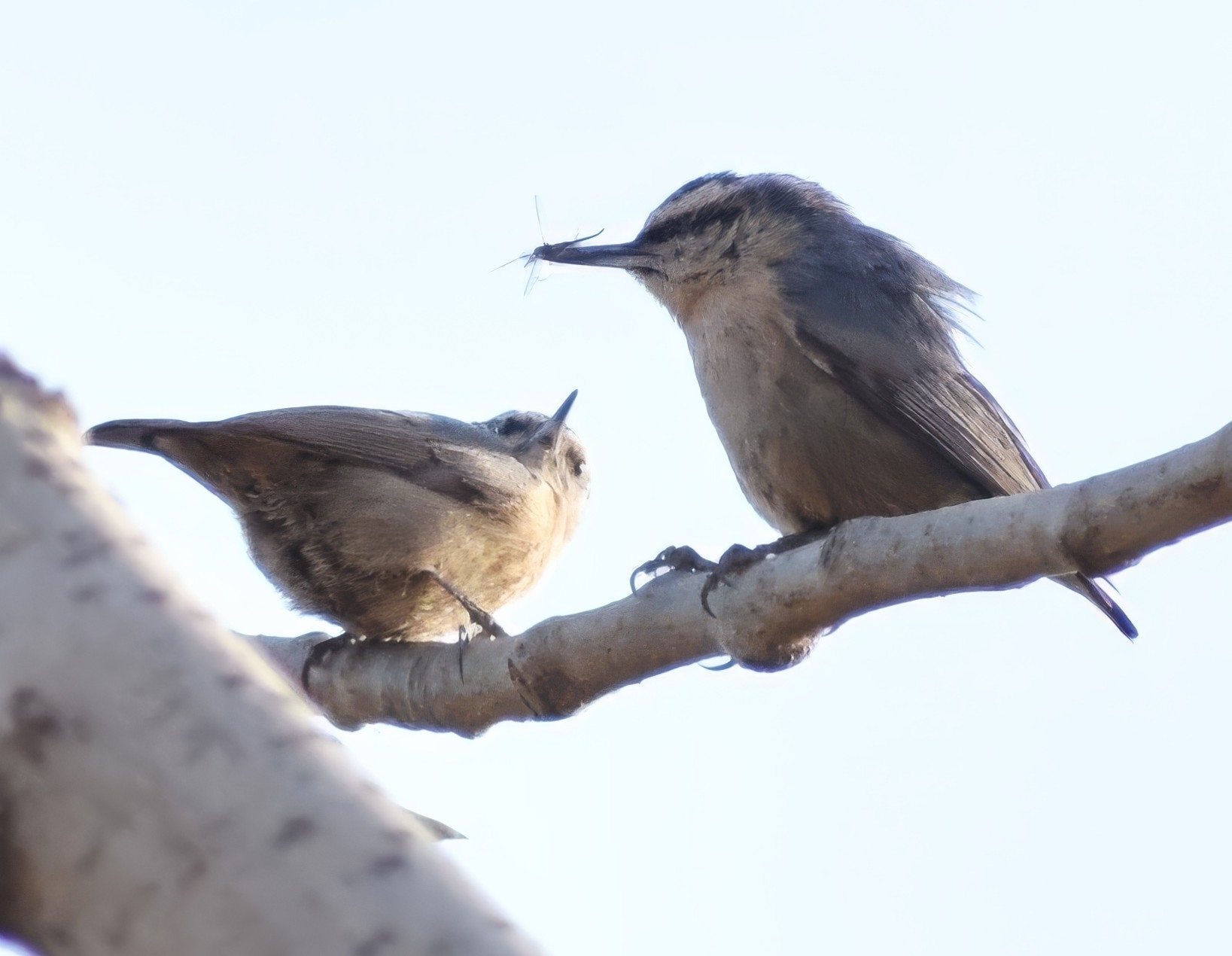 Chinese Nuthatch