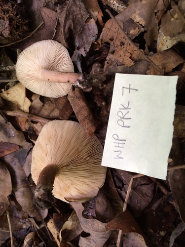Oakbug Milkcap