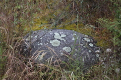 Xanthoparmelia lineola