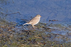 Passerculus sandwichensis rostratus