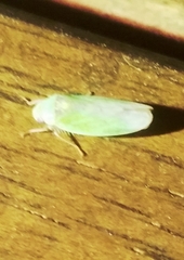 Ponana