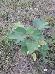 Morus nigra
