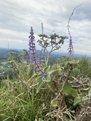 Coleus graveolens, photograph krumpianking, CC BY, iNaturalist via GBIF