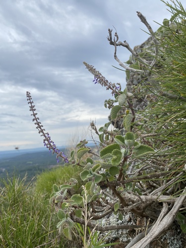 Coleus graveolens, photograph 6