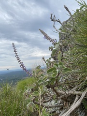Coleus graveolens, photograph krumpianking, CC BY, iNaturalist via GBIF