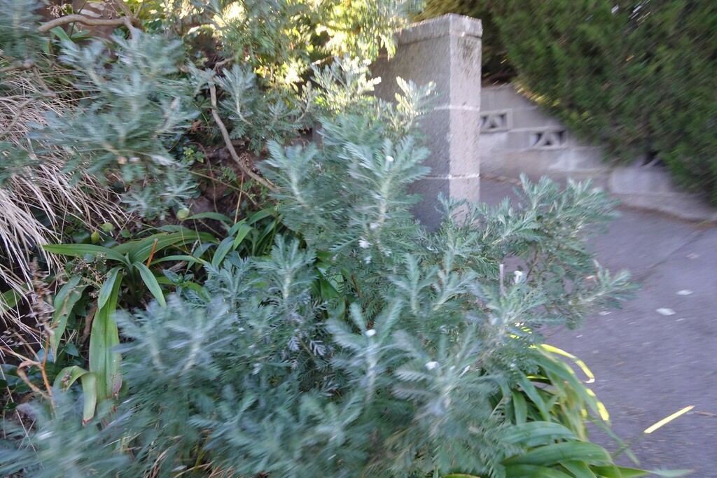 Cúc bụi lá kim – Euryops pectinatus
