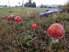 Amanita muscaria