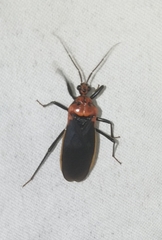 Rhiginia cinctiventris