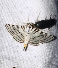 Conchylodes concinnalis