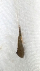 Leptoceroidea