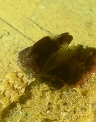 Telamonini