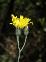 Hieracium glaucinum