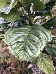 Macrocarpaea macrophylla