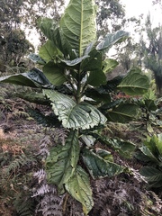 Macrocarpaea macrophylla