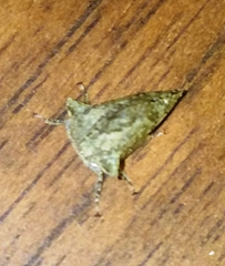 Telamonini