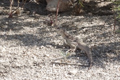 Dipsosaurus dorsalis dorsalis