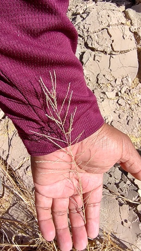 Leptochloa panicea iNat (3)